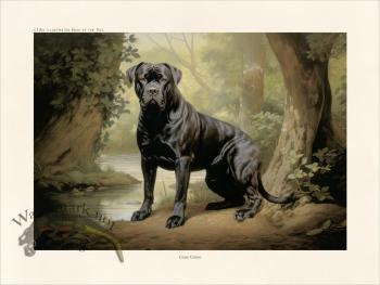 CFA Dog Cane Corso